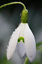 Snowdrops