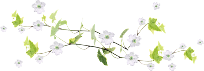 花朵PNG免抠图素材