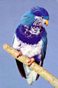 鹦形目·鹦鹉科·威尼吸蜜鹦鹉属：深蓝吸蜜鹦鹉