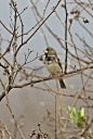 Parrot-billed Seedeater