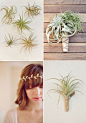 A Bouquet Made of Air Plants