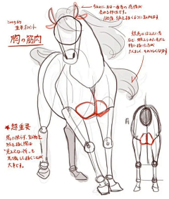 lycaster采集到结构（身体构造）