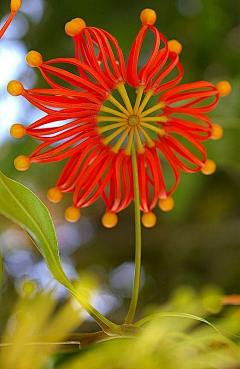 陌上花開緩緩歸采集到夢裏花落