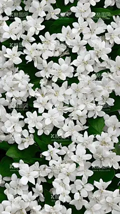 栀子花  - 源文件下载【酷图网】大叶子,链条,方巾,大牌花型,数码印花,定位花,手绘图片,皮带,大牌,丝巾,油画花,矢量花,手绘花,豹纹,栀子花,小碎花,英文,字母,亮片,渐变,