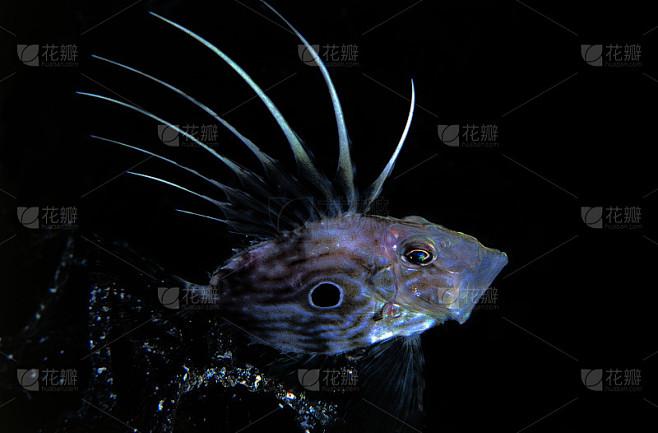 海鲂