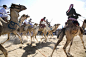 Camel Race, Sinai
