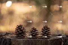 松果 森林 4K壁纸 落下 棕色 新墨西哥 桌面背景 鲁伊多索