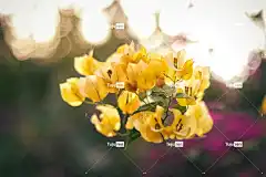 花 花卉背景 自然 黄色 森林 九重葛 植物学 花壁纸