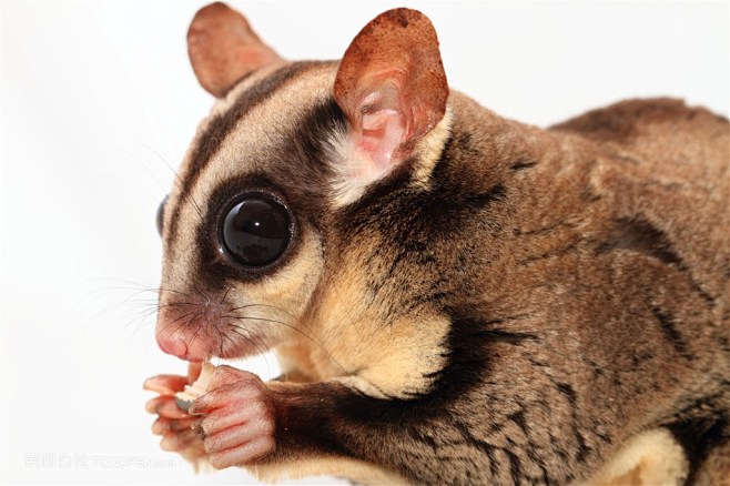 可爱蜜袋鼯高清图动物大全