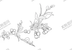 蓝莓 【酷图网】蓝莓花,蓝莓,蓝莓素材,蓝莓插画,蓝莓线描,蓝莓手绘,蓝莓图画,新鲜蓝莓,蓝莓果酱