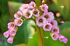 花 春天 花花园 盛开 自然 美丽的花朵 花壁纸 花卉背景