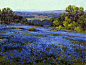 矢车菊之海，by Julian Onderdonk【潦倒的画家在德州乡下日复一日地画着漫山遍野的矢车菊，无论晨昏阴晴，直到生命终结。如今他被称为德州绘画之父，总统用他的作品装饰白宫，达拉斯美术馆的几个展厅只展出他的作品。对有些人来说，成功总是来得太晚