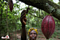 喀麦隆希望保护Bafîa的“ Toghu”，红色可可，“Ndôô”和菠萝