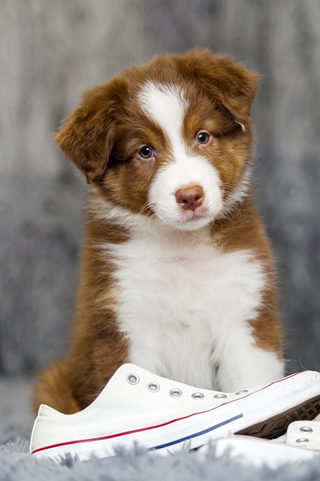 Australian Shepherd ...