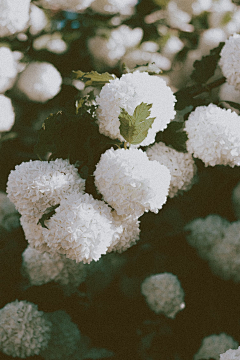 yinuomi_采集到❀花