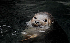 深海Oceans采集到animals.