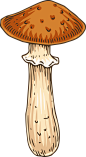 手绘秋季森林植物树叶蘑菇菌类蜗牛卡通免扣PNG图案 AI矢量素材 (10)