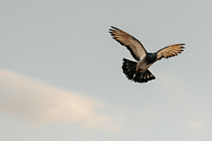 MgY5uhIK采集到Bird