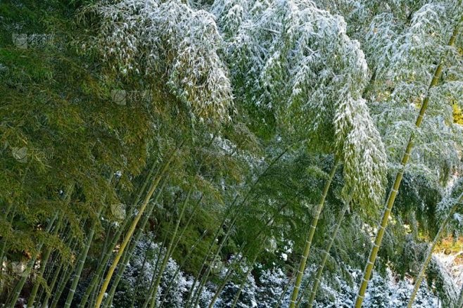 竹林,竹子叶,水平画幅,枝繁叶茂,冬天,雪,无人,户外,竹,树林