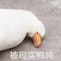 C_h3oh采集到表情包