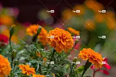 花 玫瑰花 爱情 玫瑰 花壁纸 红色的 美丽的花朵 绿色 颜色