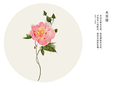 二货菇凉采集到一花一木一世界