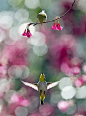 hummingbird by John&Fish, via Flickr