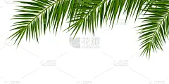 夏天,鸡尾酒,热带气候,棕榈树,棕榈叶,请柬,传单,干酪藤,加利福尼亚,树