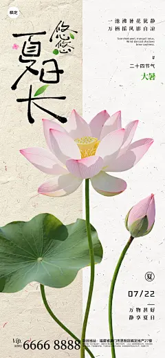 大暑实景感荷叶清透祝福海报AIGC