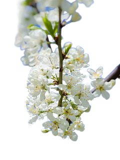皛九采集到桃花素材