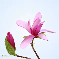 粉红色的木棉花花卉矢量素材高清图片素材