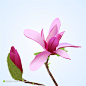 粉红色的木棉花花卉矢量素材高清图片素材