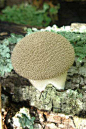 长刺马勃（Lycoperdon echinatum），在欧美俗称刺灰包或春灰包，是马勃属的一种真菌。该腐生物种生长在落叶林，林间空地和牧场的土壤里，可在非洲，欧洲，中美洲和北美洲看到。长刺马勃的子实体由一个小的基部支持着，并覆盖着可达0.6厘米长的密集的刺。成熟时，刺会脱落，并在表面留下网状图案或疤痕。该马勃最初为白色，随着成熟逐渐变深棕色，并且形状由近球形逐渐变扁。在内部从白色坚实变成棕色的孢子粉之前，长刺马勃的幼子实体可食用。实验显示它子实体的提取物能抑制几种对人类有致病性的细菌的生长。