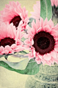 Pink Sunflowers