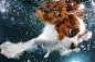 可爱的水下小狗系列 http://www.ownlike.com/underwater-puppy-photography-seth-casteel.html