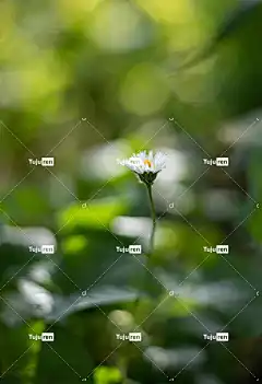 黛西 美丽的花朵 花园 花 花卉背景 花壁纸 白 春天 自然