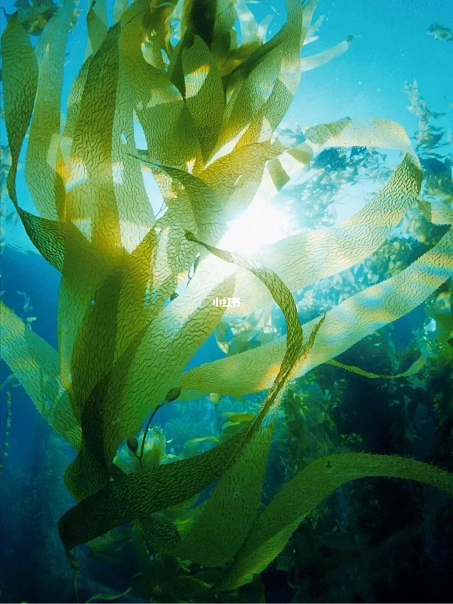 从古至今，海藻护肤凭啥拿捏住贵妇的心♥