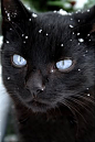 Black she cat with icy blue eyes