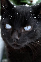 Black she cat with icy blue eyes #采集大赛# #萌#