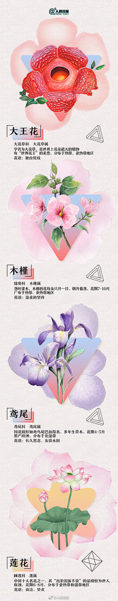 独步澜采集到花