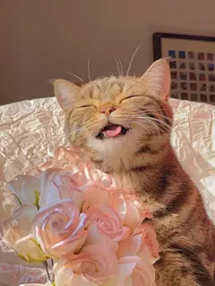 猫咪头像 - 高清图片，堆糖，美图壁纸兴趣社区