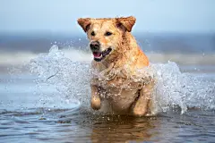 点击来源直接获取大图文件 |happy golden retriever dog jumping in water