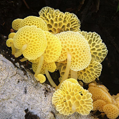 摸摸小鱼采集到植物花卉