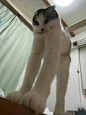模因