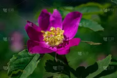 灌木,野玫瑰,花朵,冷肉卷,格兰迪伯瑞尔,锦葵属,美,水平画幅,无人,法式食品