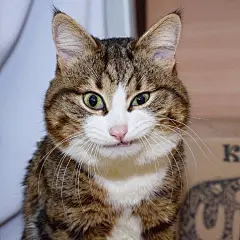 一只名叫Rexie的猫，每一个笑容都是表情包，太有戏了！ ​​​​