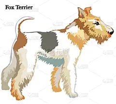 福克斯猎狐犬,绘画插图,矢量,纯种犬,背景分离,狗,哺乳纲,小的,动物,站
