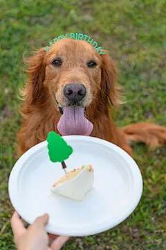 点击来源直接获取大图文件 |Golden Retriever looks at the cake on the plate
