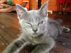 甜蜜、有趣、放松的猫咪表情包