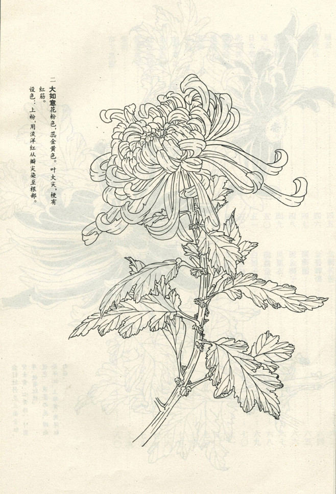 菊谱---白描菊花(70p)陆续发,朋友...